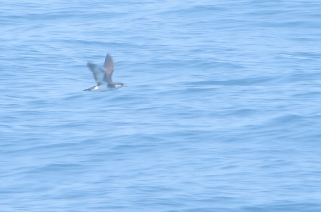 Audubon's Shearwater - ML619266346