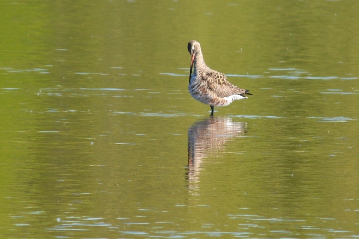 Hudsonian Godwit - ML619266352