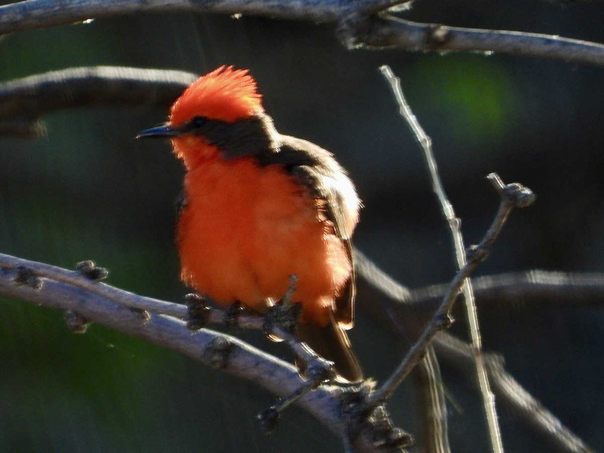 Vermilion Flycatcher - John Amoroso