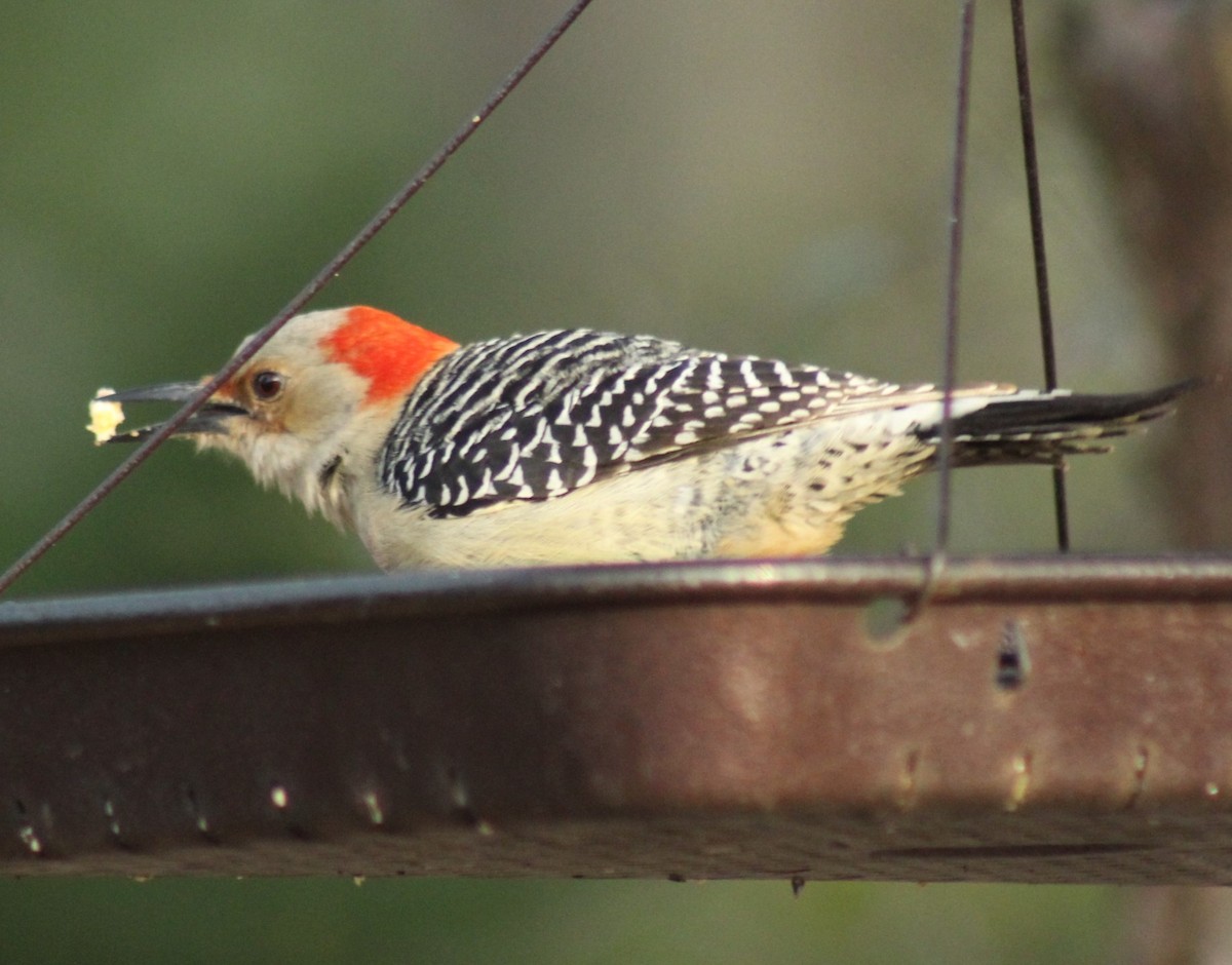 Red-bellied Woodpecker - Mark Hughes
