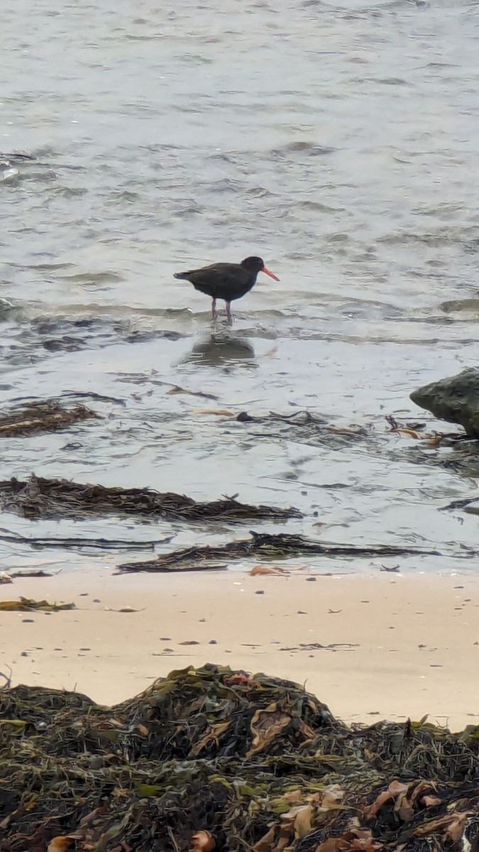 Sooty Oystercatcher - ML619266413