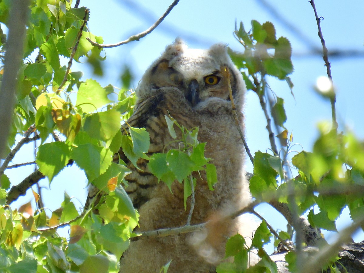 Great Horned Owl - ML619266420