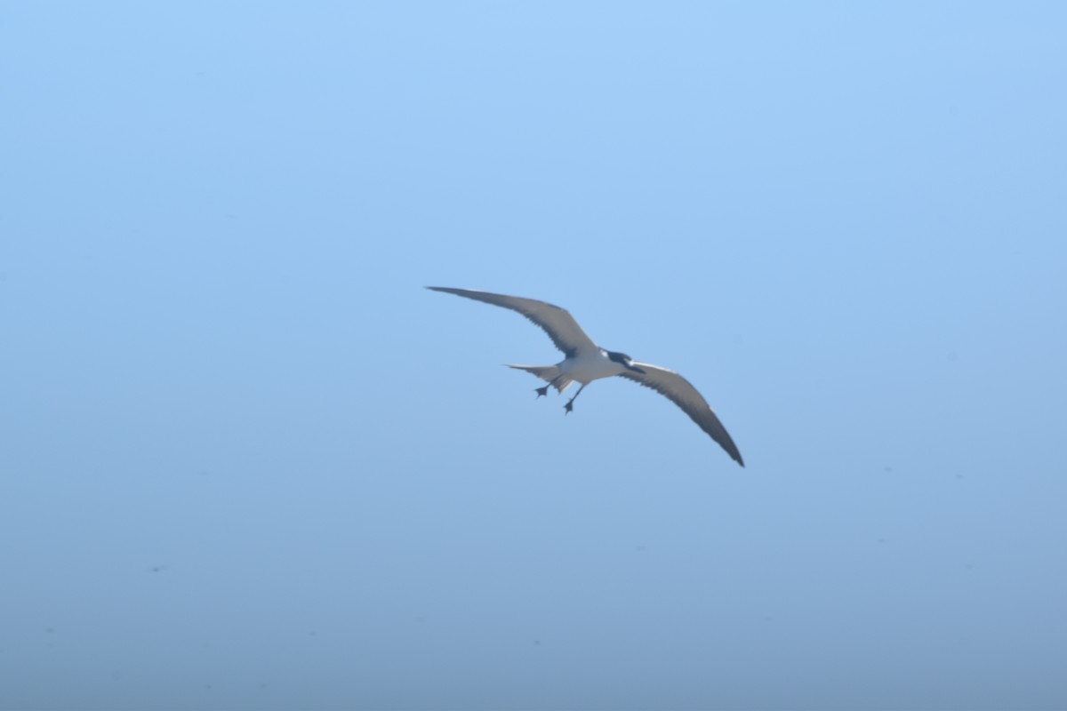 Sooty Tern - ML619266437