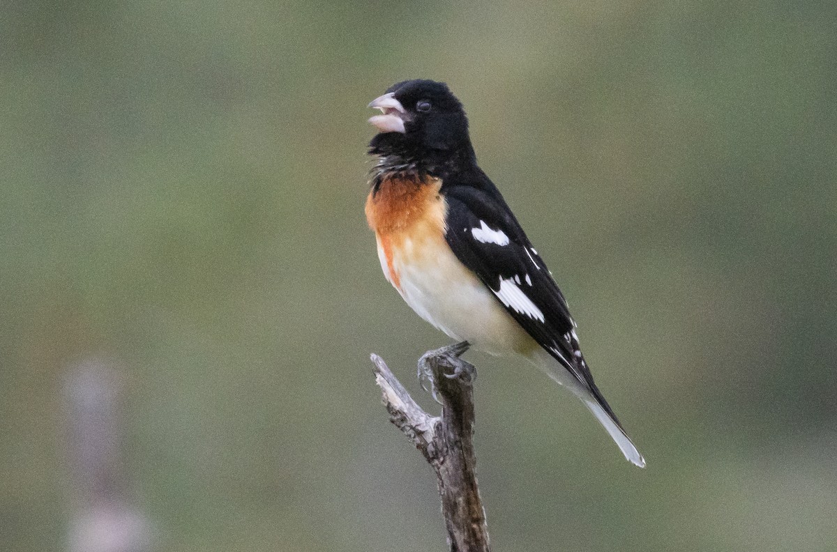 Rose-breasted Grosbeak - Wes Donnell