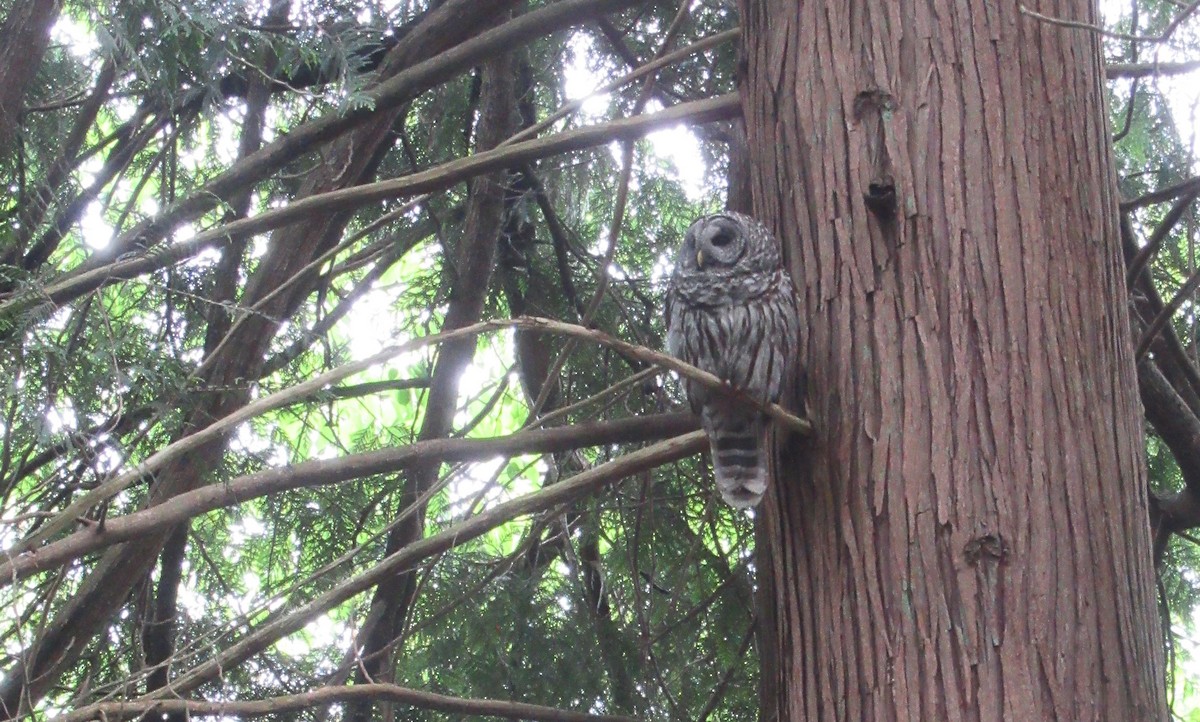 Barred Owl - Anonymous