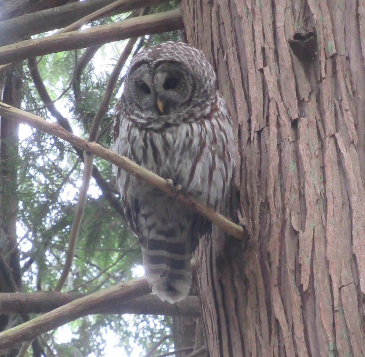 Barred Owl - Anonymous