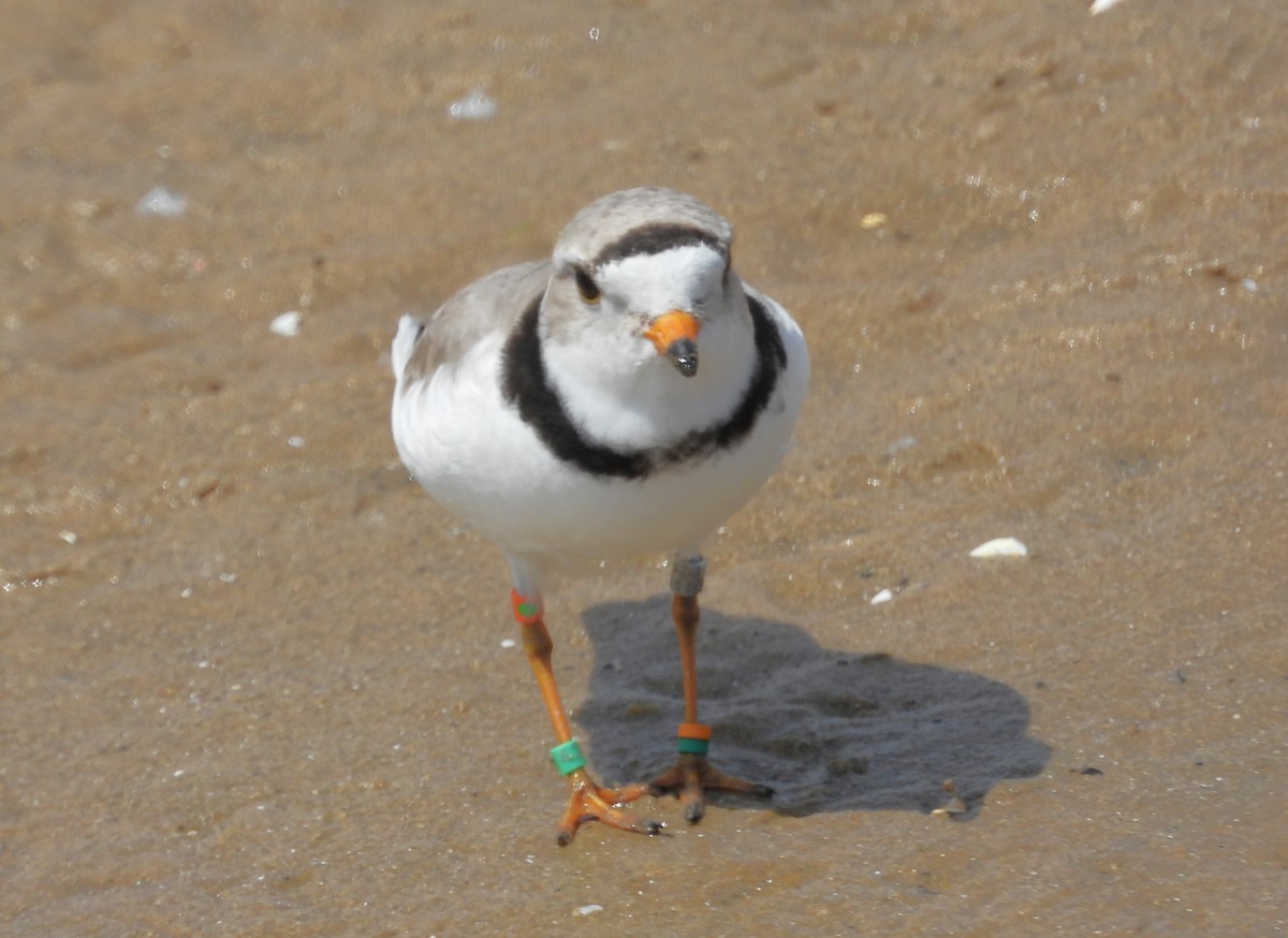 Piping Plover - Janet Pellegrini