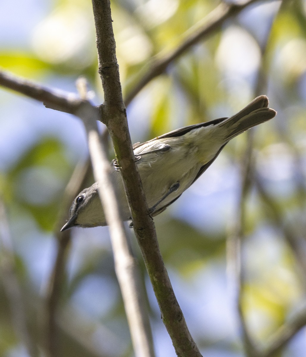 Cassin's Vireo - Braxton Landsman