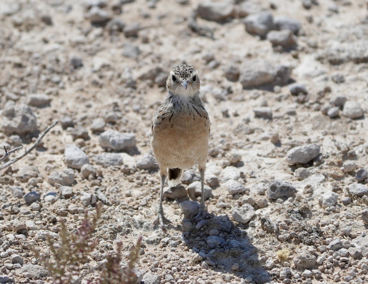 Spike-heeled Lark - ML619266481