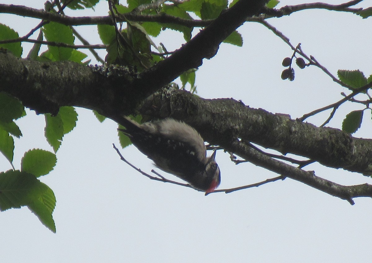 Downy Woodpecker - Anonymous