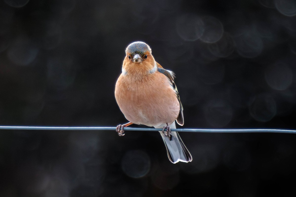 Common Chaffinch - Pierce Louderback