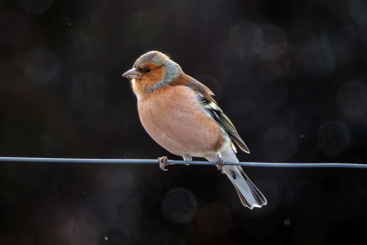 Common Chaffinch - Pierce Louderback