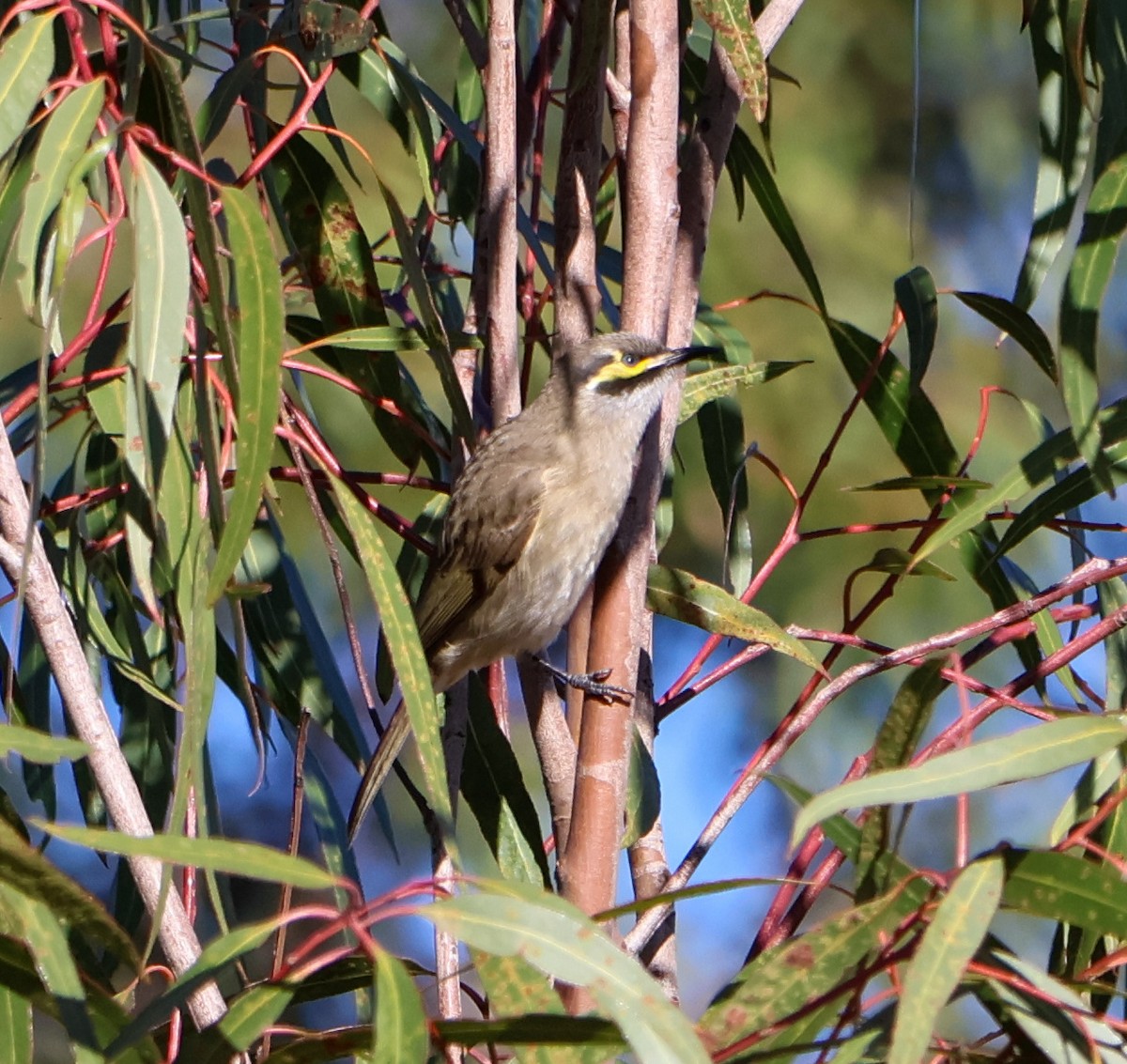 Yellow-faced Honeyeater - Alison Cavanagh