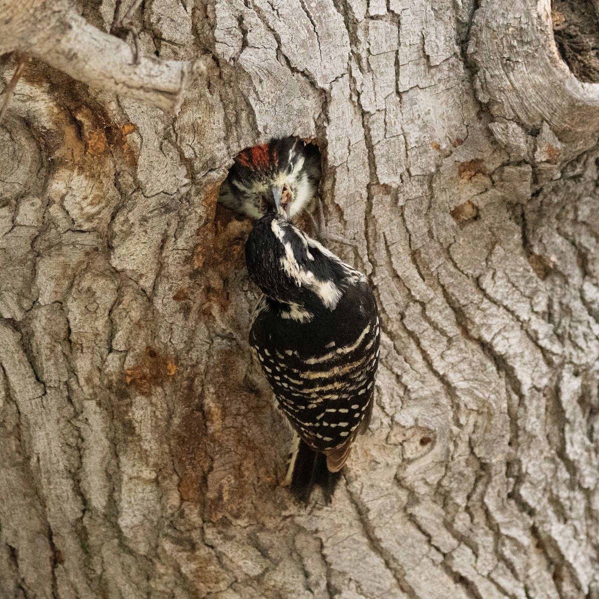 Nuttall's Woodpecker - B. Duffin