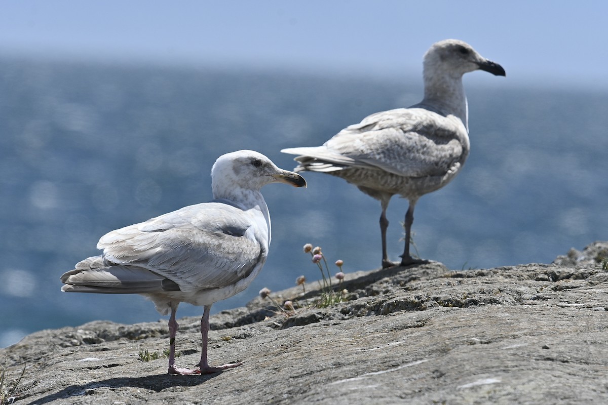 Glaucous-winged Gull - ML619266505