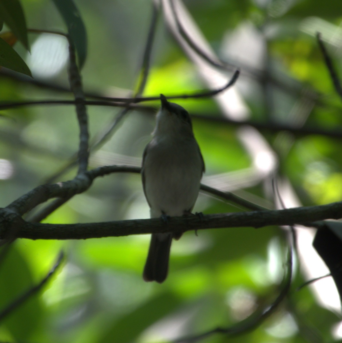 Mangrove Whistler - Joe Heinlein