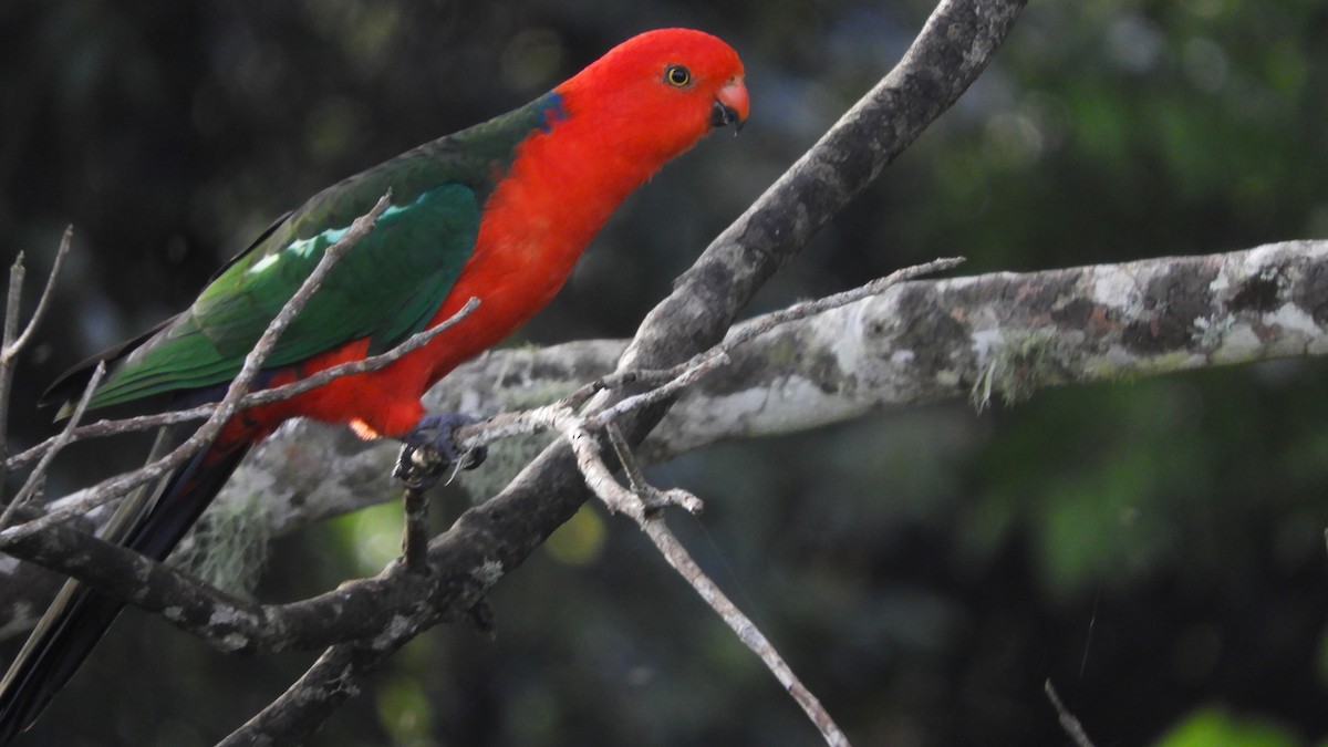 Australian King-Parrot - Bob Crudgington