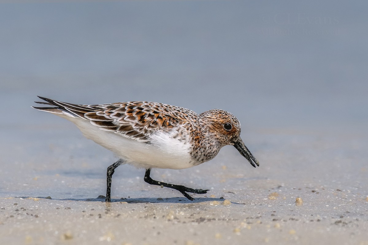 Sanderling - Christina Evans