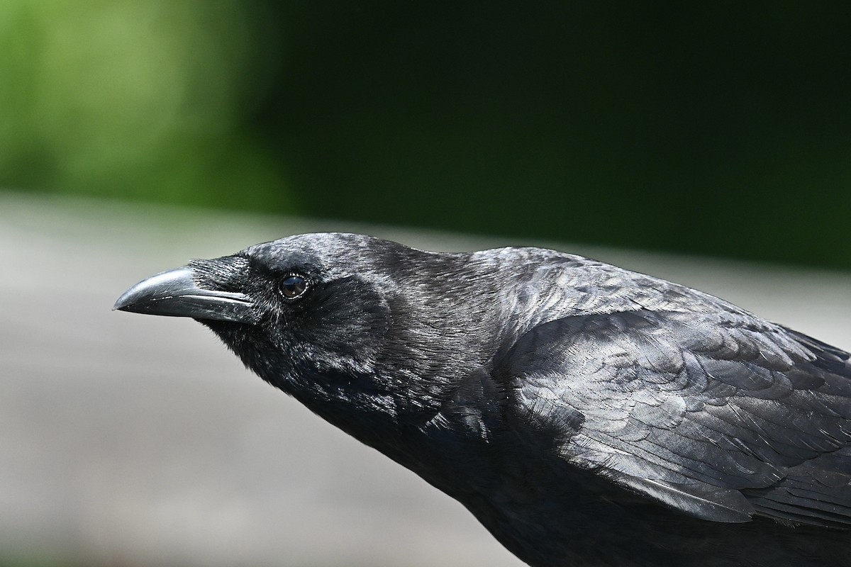 American Crow - Dong Qiu