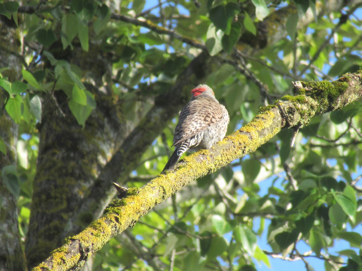 Northern Flicker - Anonymous