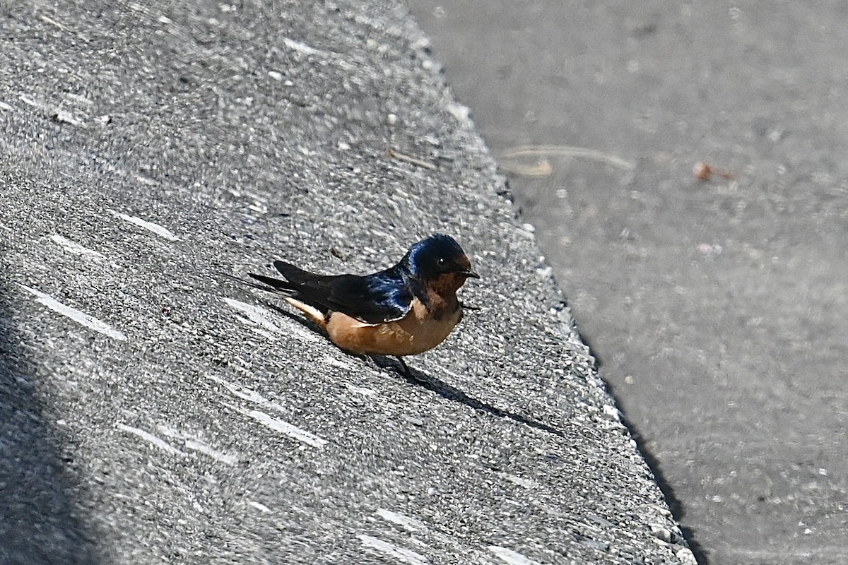 Barn Swallow - Dong Qiu