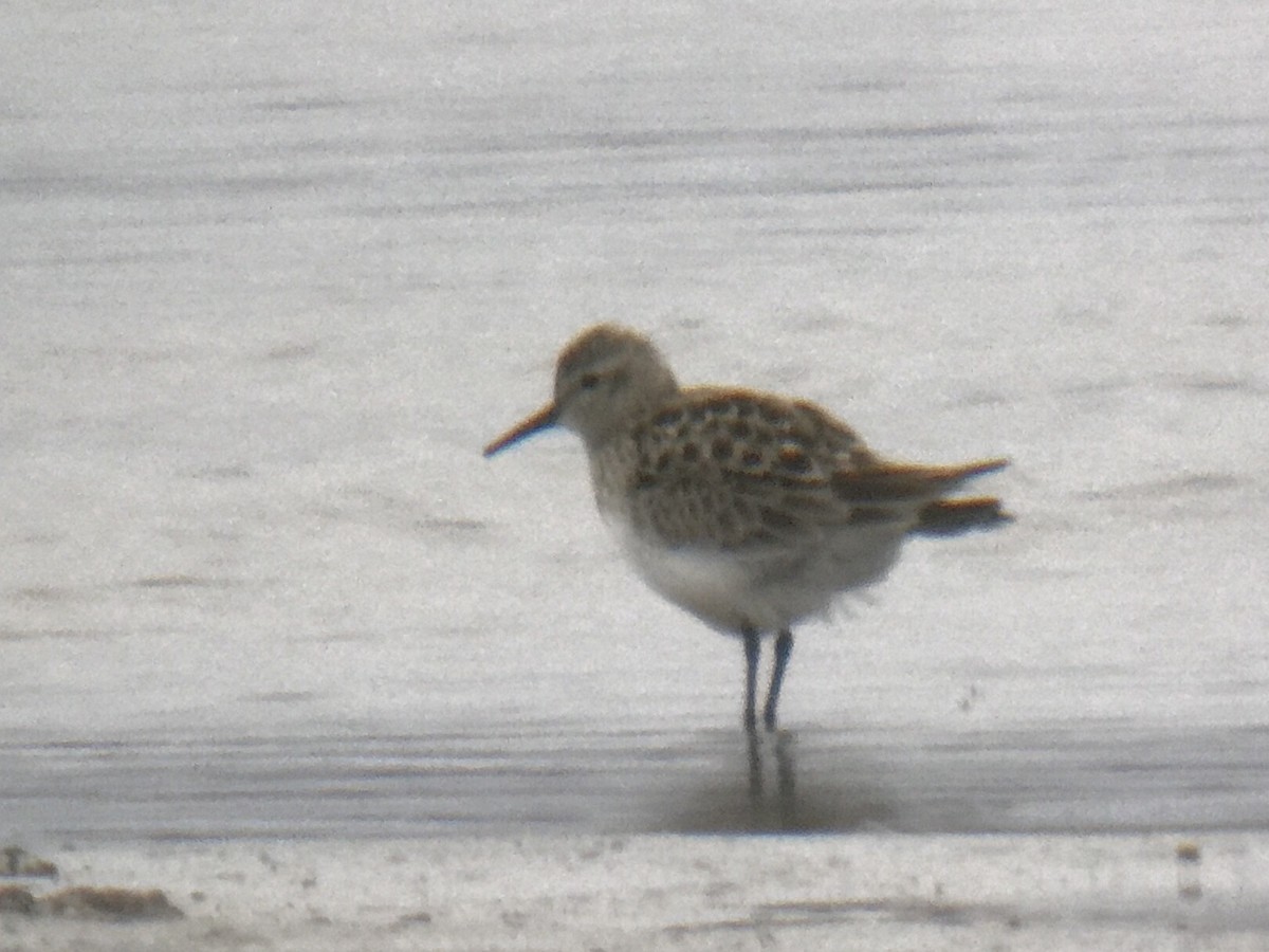 Baird's Sandpiper - Reid Hildebrandt