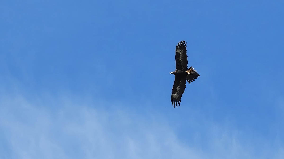 Wedge-tailed Eagle - Bob Crudgington