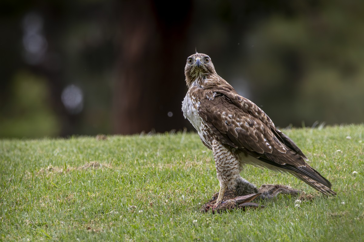 Red-tailed Hawk (calurus/alascensis) - Braxton Landsman