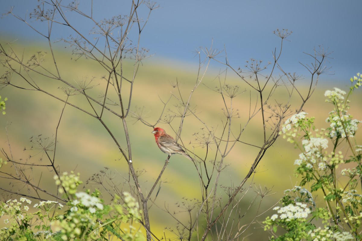 House Finch - Hayley Lester