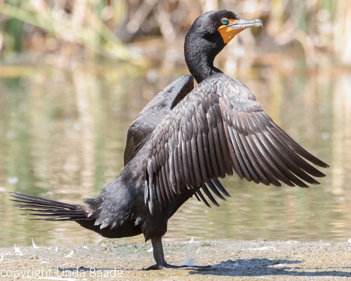 Double-crested Cormorant - Gerry and Linda Baade
