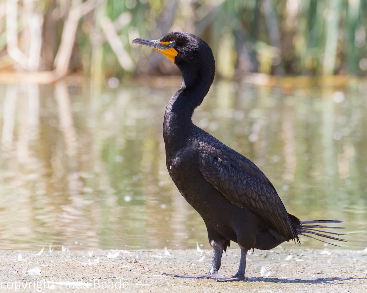 Cormoran à aigrettes - ML619266595