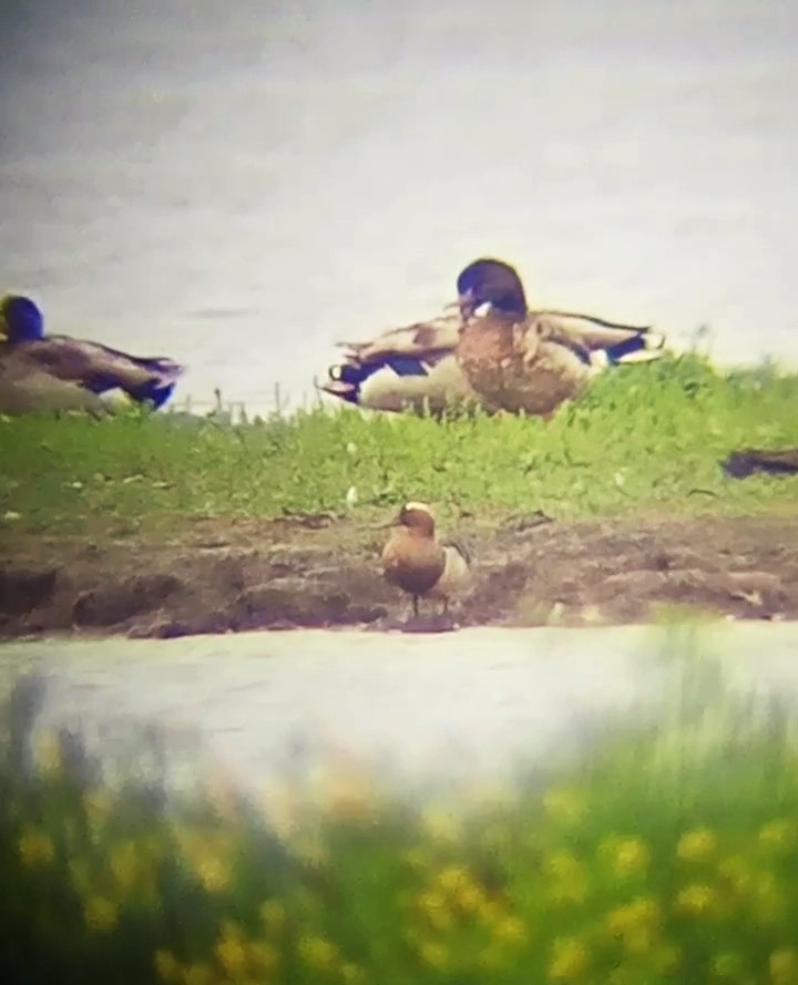 Garganey - Laurent Pascual-Le Tallec