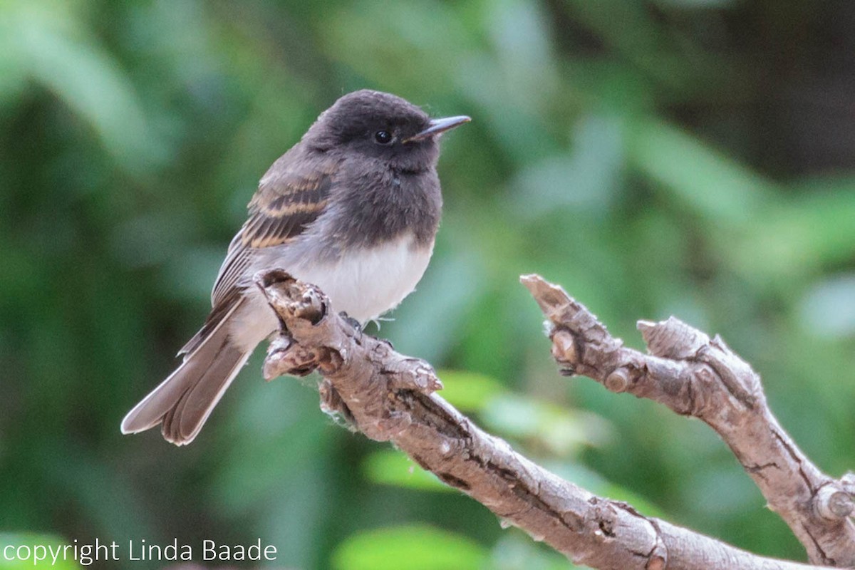 Black Phoebe - Gerry and Linda Baade