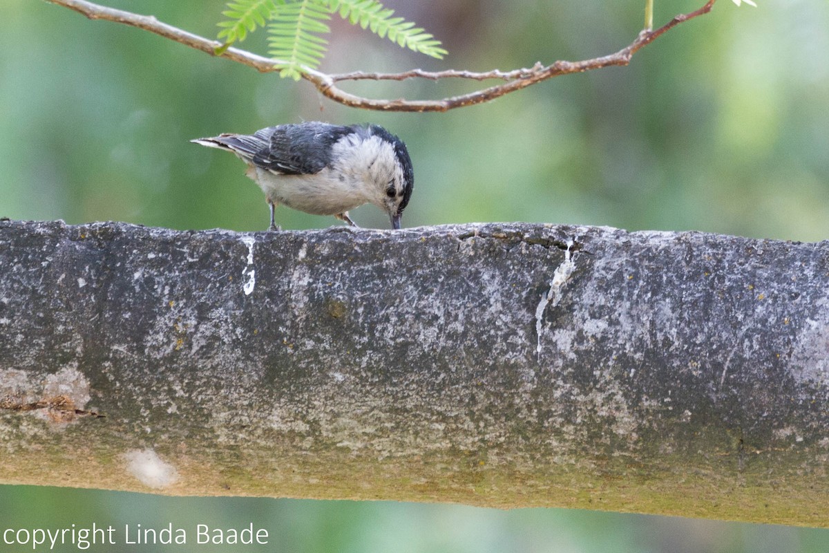 White-breasted Nuthatch - Gerry and Linda Baade