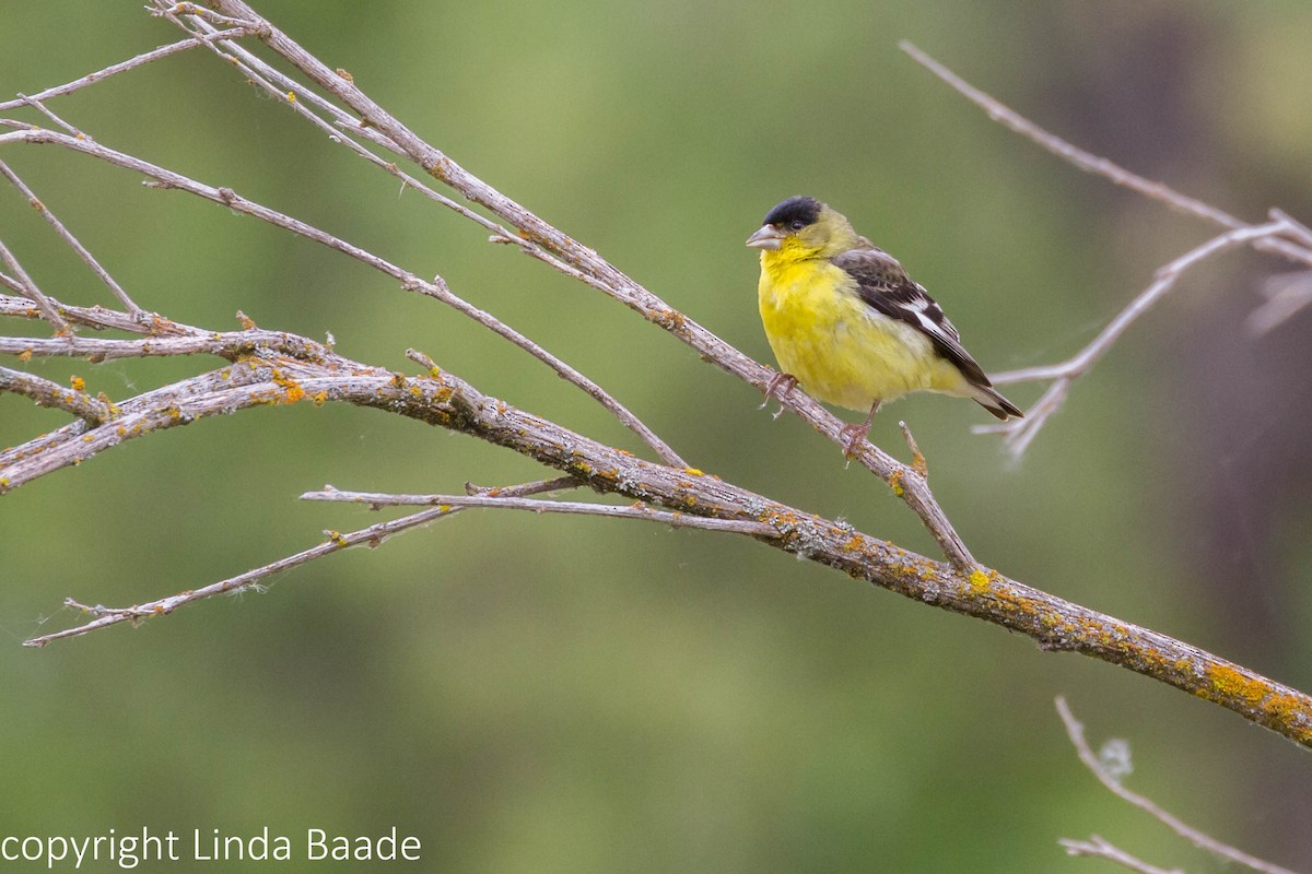 Lesser Goldfinch - Gerry and Linda Baade