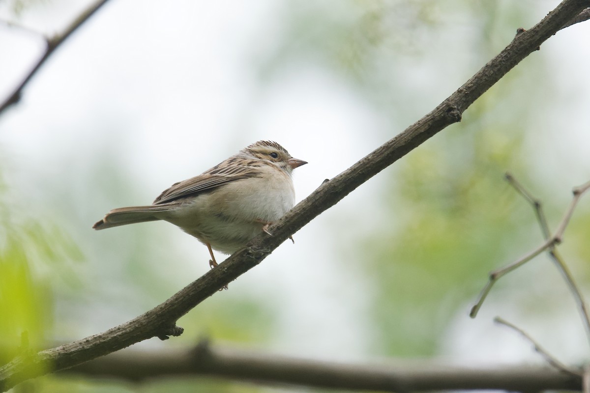 Clay-colored Sparrow - Owen Strickland