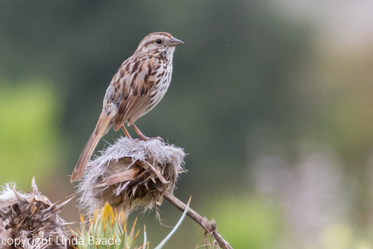 Song Sparrow - ML619266656