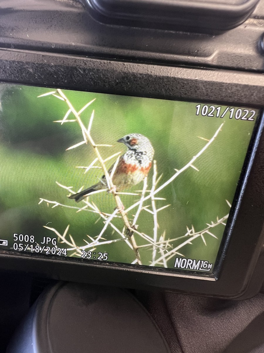 Chestnut-eared Bunting - Prashant Ghimire