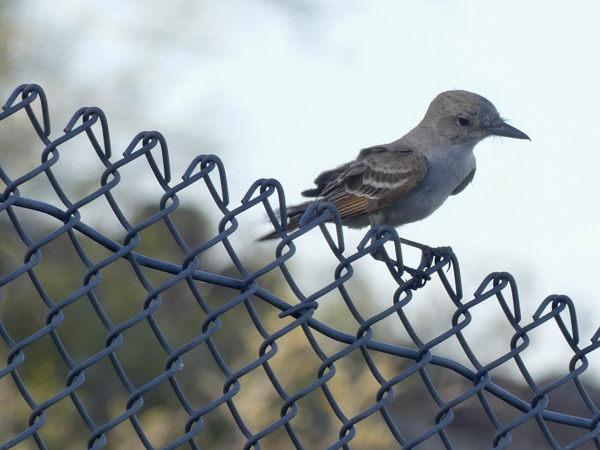 Ash-throated Flycatcher - Dennis Wolter