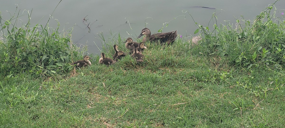 Mottled Duck - ML619266671