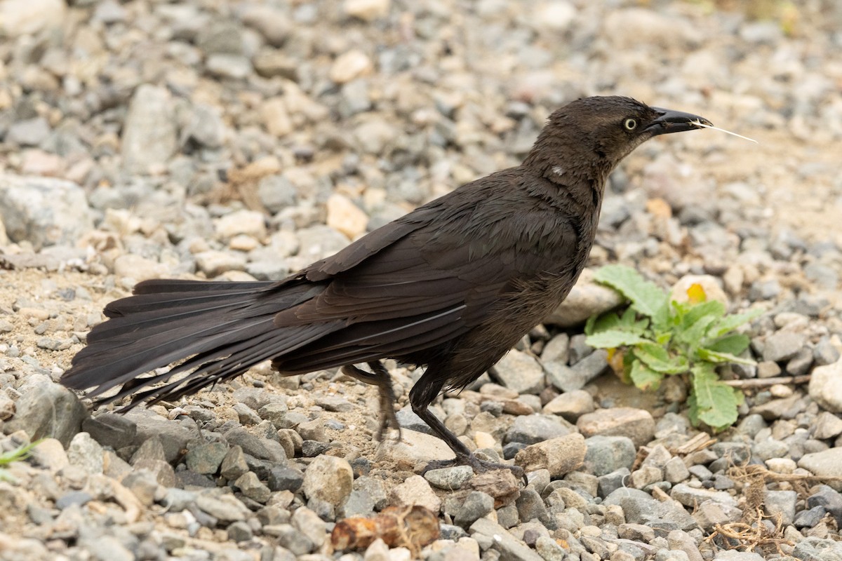 Great-tailed Grackle - ML619266689