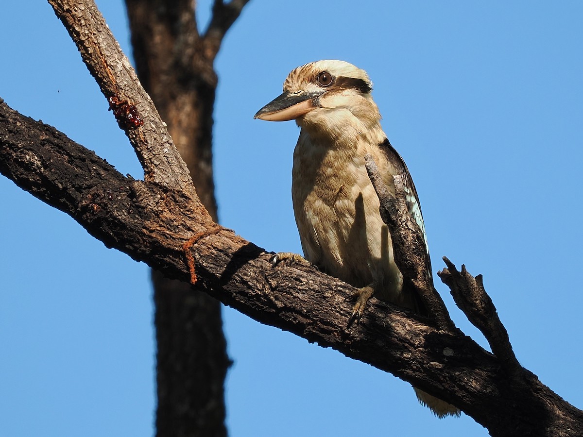 Laughing Kookaburra - Len and Chris Ezzy