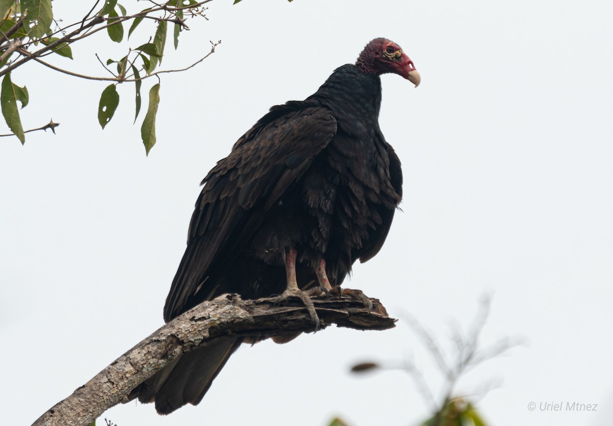 Turkey Vulture - Uriel Mtnez