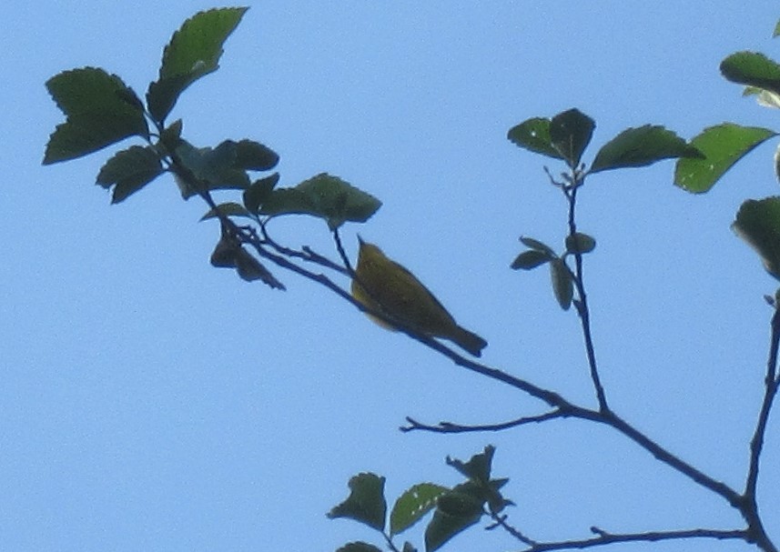 Yellow Warbler - Anonymous