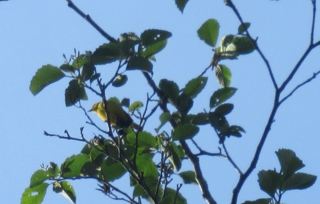 Yellow Warbler - Anonymous