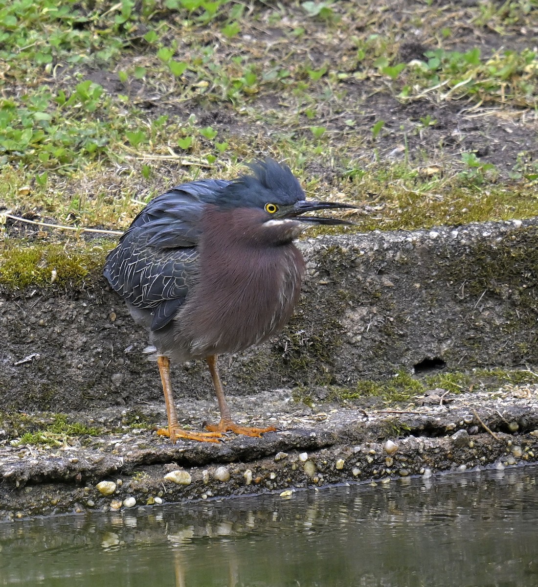 Green Heron - ML619266725