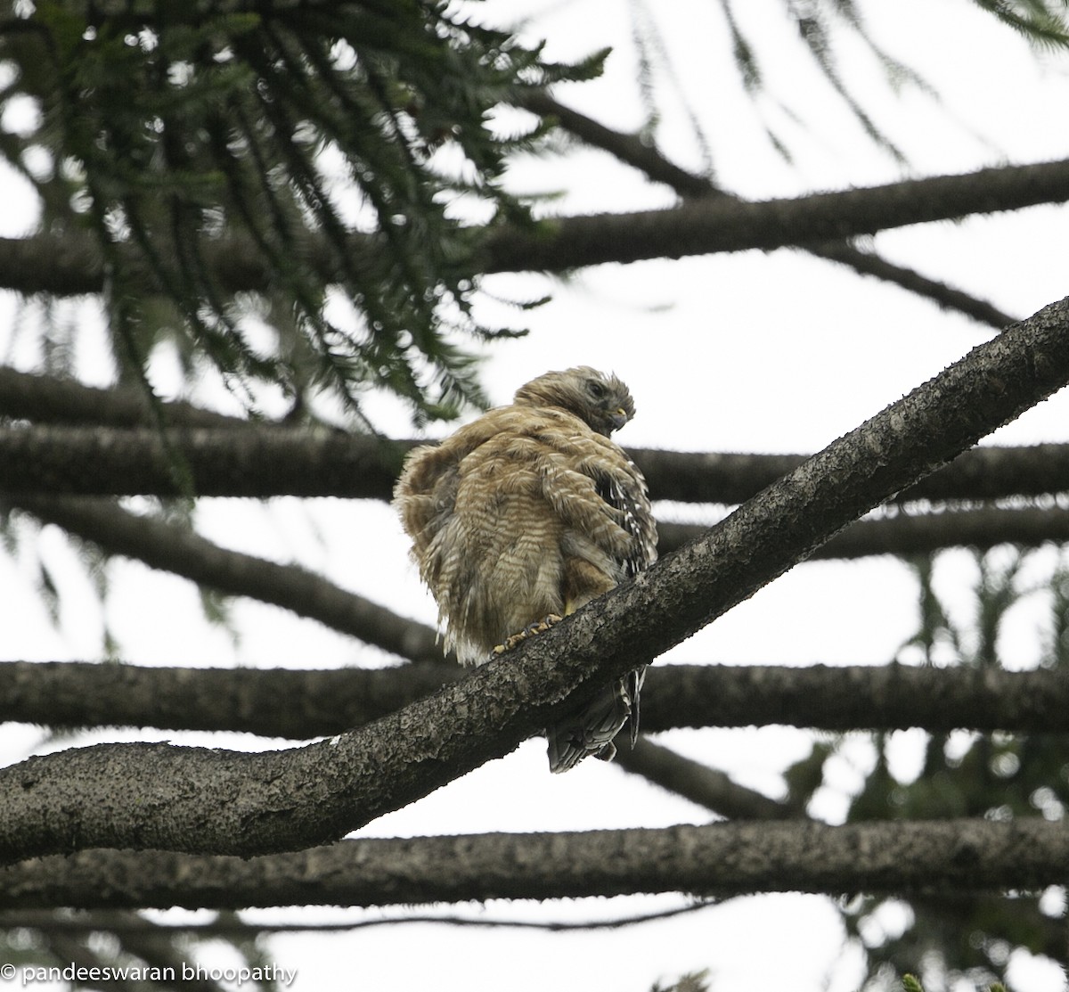 Red-shouldered Hawk - ML619266728