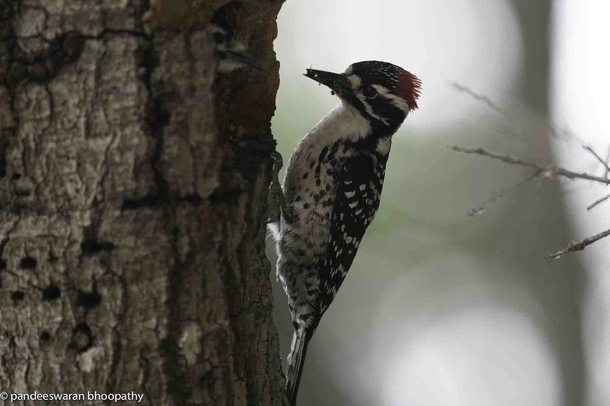 Nuttall's Woodpecker - Pandeeswaran  Bhoopathy