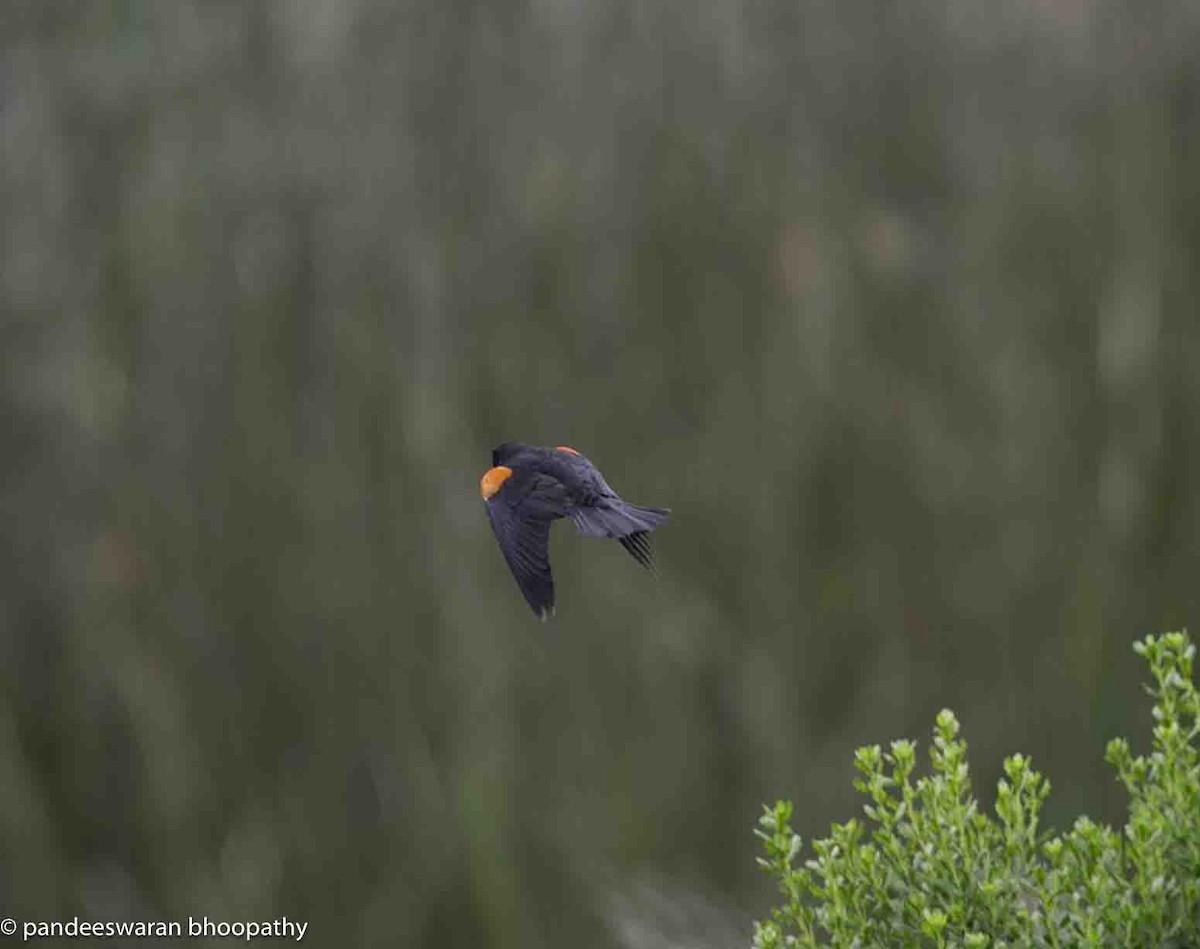 Red-winged Blackbird - Pandeeswaran  Bhoopathy