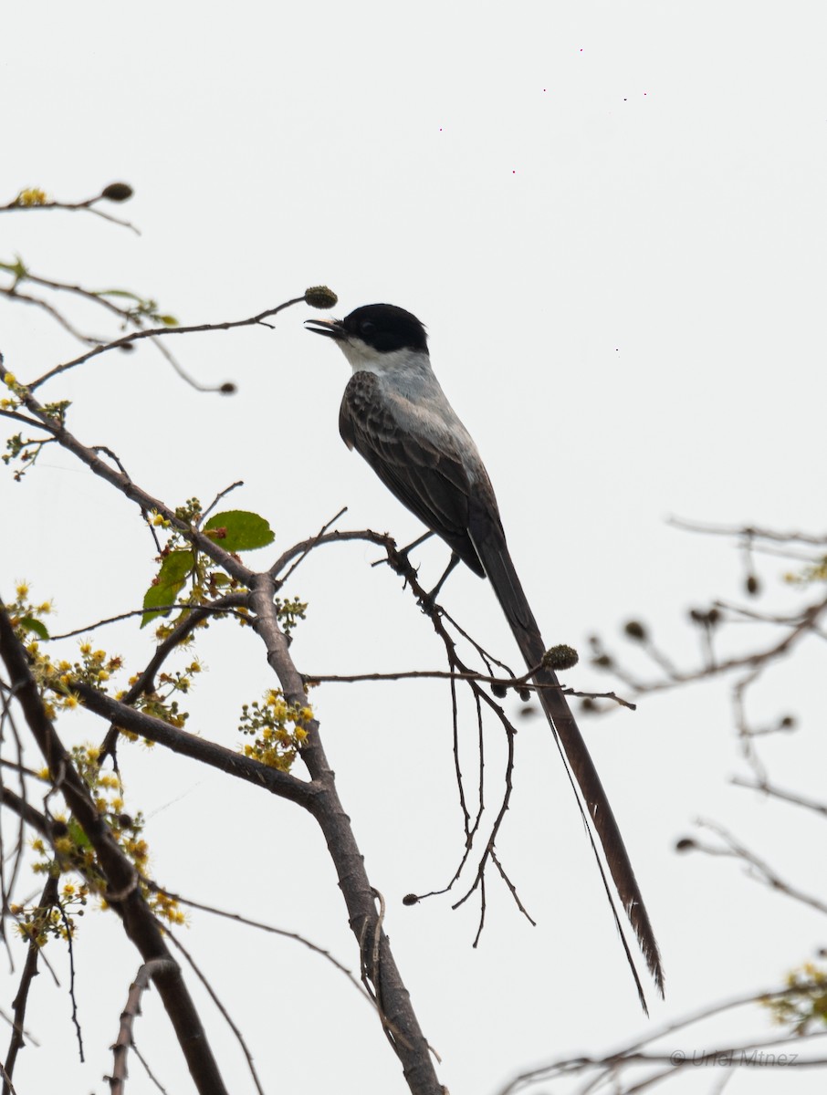 Fork-tailed Flycatcher - Uriel Mtnez